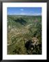 View From Roc Des Hourtous Of The Gorges Du Tarn, Lozere, Languedoc-Roussillon, France by David Hughes Limited Edition Print