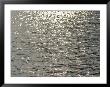 Sun Glitters On The Water's Surface by Heather Perry Limited Edition Print