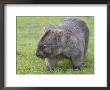 Wombat (Vombatus Ursinus), Wilsons Promontory National Park, Victoria, Australia by Thorsten Milse Limited Edition Pricing Art Print