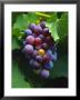 A Bunch Of Grenache Grapes On The Vine, Australia by Steven Morris Limited Edition Print