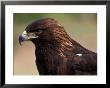 Golden Eagle (Aguila Chryseatoe), Ca by Kyle Krause Limited Edition Print