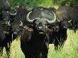 Curious Female Cape Buffalo Chews Some Grass While The Rest Of The Herd Looks On by Daniel Dietrich Limited Edition Print