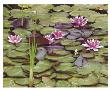 Lily Pond by Larry Hatlett Limited Edition Pricing Art Print