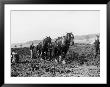 Potato Lifting Using Horses And Plough Near Rickmansworth Hertfordshire by Staniland Pugh Limited Edition Print