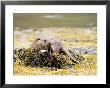 European Otter, Female Resting While Eating A Crab On A Seaweed Covered Rock, Scotland by Elliott Neep Limited Edition Print