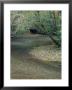 Ohanepecosh River, Mt. Rainier National Park, Washington, Usa by William Sutton Limited Edition Pricing Art Print