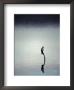 Little Pied Cormorant Reflected On A Vast Becalmed Harbour Lake, Australia by Jason Edwards Limited Edition Print