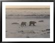 Two Polar Bears Walking Through Blizzard, Wapusk National Park by Lee Foster Limited Edition Print