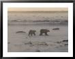 Two Polar Bears Walking Through Blizzard, Wapusk National Park by Lee Foster Limited Edition Print