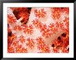Close View Of Soft Coral by Tim Laman Limited Edition Print