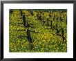 Detail Of Pruned Vines And Mustard Blossoms, Napa Valley, Usa by Nicholas Pavloff Limited Edition Print