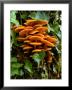 Flammulina Velutipes (Velvet Shank), Fungi Growing On Tree Trunk With Ivy by Susie Mccaffrey Limited Edition Pricing Art Print