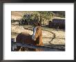 Horse On Santa Rosa Creek Road, Cambria, California by Rich Reid Limited Edition Pricing Art Print