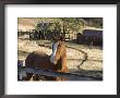 Horse On Santa Rosa Creek Road, Cambria, California by Rich Reid Limited Edition Print