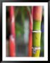 Bamboo, Maui, Hawaii by Holger Leue Limited Edition Print