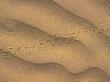Close-Up Of Sand Dune Ripples With Tracks Of A Small Animal, Sahara Desert South Of Djerba, Tunisia by Stephen Sharnoff Limited Edition Print