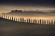 Trees In Mist I by Jim Gamblin Limited Edition Pricing Art Print