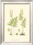 Spring Ferns I by J.H. Emerton Limited Edition Print