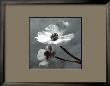 Anemones by Steven N. Meyers Limited Edition Print