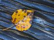 Fallen Leaf On Wet Rocks, Yoho National Park, British Columbia, Canada by Adam Burton Limited Edition Print