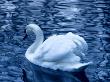 Swan In Blue by Ilona Wellmann Limited Edition Print