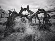 Fallen Joshua Tree, California by Images Monsoon Limited Edition Print