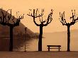 Trees And Bench By Misty Lake, Lago Maggiore, Italy by Ilona Wellmann Limited Edition Print