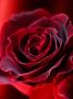 Red Velvet Rose by Ilona Wellmann Limited Edition Print