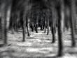 Looking Through A Forest, Digital Zoom Effect by Ilona Wellmann Limited Edition Print