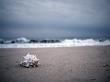 Shell At The Beach, Atlantic Ocean, Montauk, New York by Images Monsoon Limited Edition Print