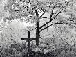 Crucifix Near Tree In Cemetery by Ilona Wellmann Limited Edition Pricing Art Print