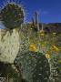 Prickly-Pear Cactus, A Saguaro, And Wildflowers by Stephen St. John Limited Edition Print