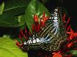 Colorful Butterfly On A Blooming Plant by Tim Laman Limited Edition Pricing Art Print