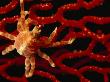 Crab Crawling On A Sea Fan by Tim Laman Limited Edition Pricing Art Print