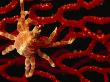 Crab Crawling On A Sea Fan by Tim Laman Limited Edition Print