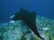 Manta Ray Swimming Over The Great Astrolabe Reef by Tim Laman Limited Edition Print