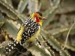 Red And Yellow Barbet Perched On A Euphorbia Plant by Tim Laman Limited Edition Pricing Art Print