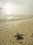 Newly Hatched Green Sea Turtle Making Its Way To The Water by Tim Laman Limited Edition Print