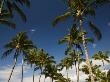 Looking Up At Palm Trees Against A Blue Sky by Todd Gipstein Limited Edition Pricing Art Print