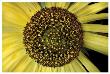 Spiral Into Sunflower by Harold Davis Limited Edition Pricing Art Print