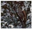 Snowy Owl by Steve Hunziker Limited Edition Pricing Art Print