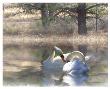 Wintering Swans by Stephanie Laird Limited Edition Print