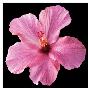 Pink Hibiscus by Christine Zalewski Limited Edition Print