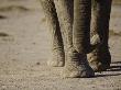 African Elephant Steps by Scott Stulberg Limited Edition Print