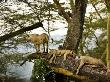 African Lions On A Limb by Scott Stulberg Limited Edition Pricing Art Print