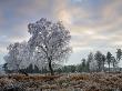 Heavy Coating Of Hoar Frost Turns The New Forest Trees White, New Forest, Hampshire, England, Uk by Adam Burton Limited Edition Print