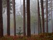 Sapling Growing In A Misty Pine Wood, New Forest, Hampshire, England, United Kingdom, Europe by Adam Burton Limited Edition Print