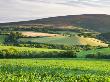 Summer Crop Field Near Tivington, Exmoor National Park, Somerset, England, United Kingdom, Europe by Adam Burton Limited Edition Print