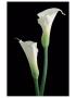 Calla 2 by Danny Burk Limited Edition Pricing Art Print