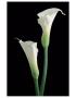 Calla 2 by Danny Burk Limited Edition Print